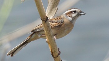 2021年4月16日(金) 芝川第一調節池(芝川貯水池)の野鳥観察記録