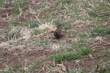 シベリアアオジ 金山緑地公園 2017年2月20日(月)