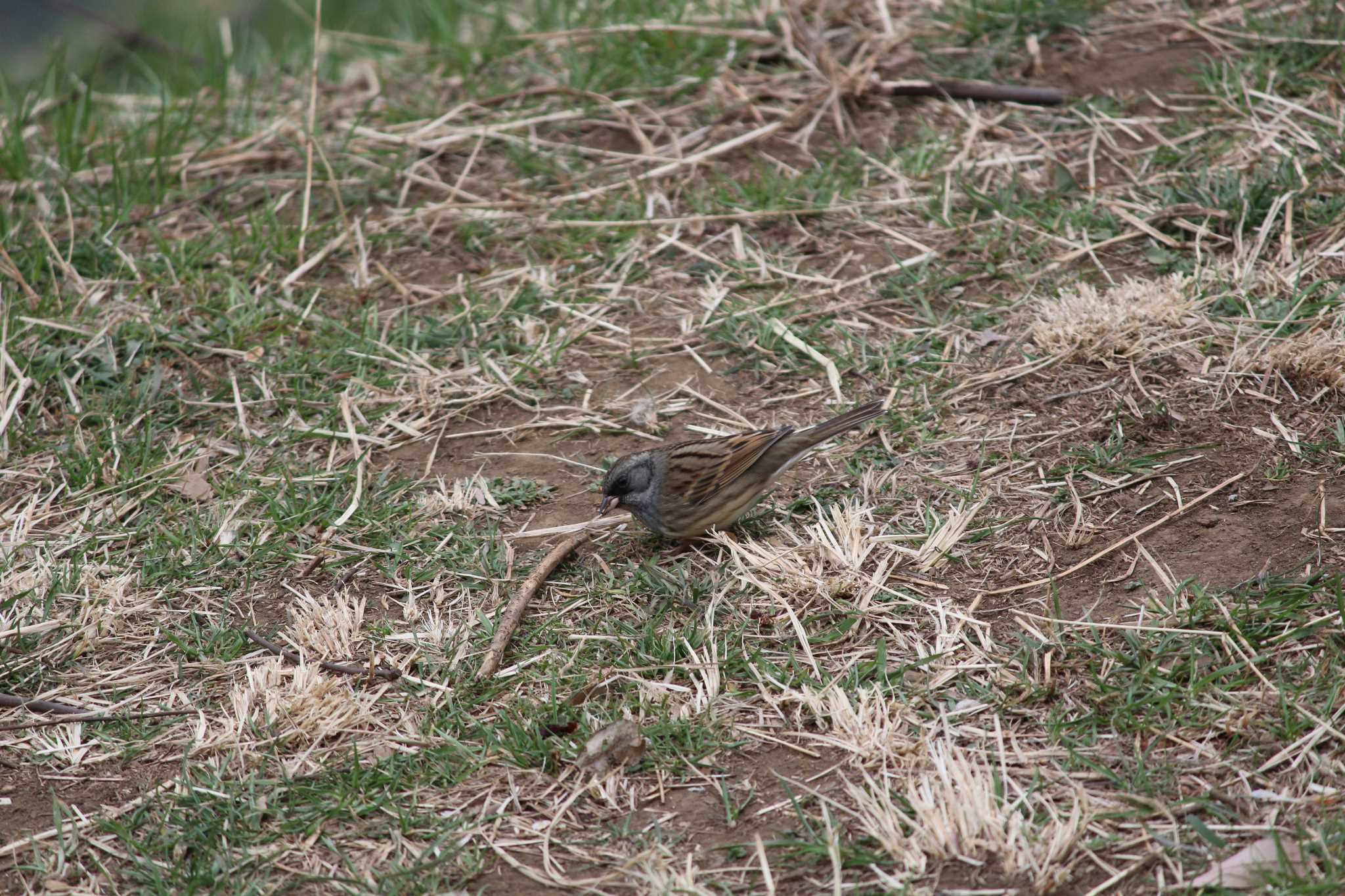 Photo of Black-faced Bunting at 金山緑地公園 by ジジ