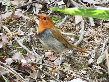 2021年4月16日(金) 金ヶ崎公園(明石市)の野鳥観察記録