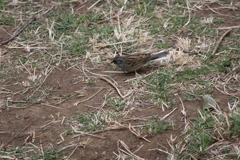 Black-faced Bunting 金山緑地公園 Mon, 2/20/2017