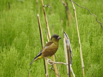 2021年4月16日(金) 茨城県　西谷田川上流の野鳥観察記録