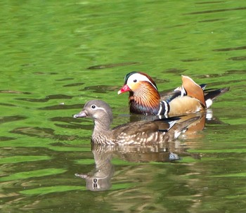 Mandarin Duck 東京都品川区 Sat, 4/10/2021