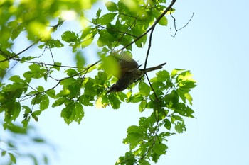 ヒヨドリ 東村山 2021年4月15日(木)