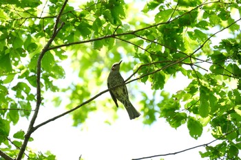 ヒヨドリ 東村山 2021年4月15日(木)