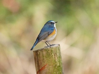 Red-flanked Bluetail 大阪 Fri, 2/5/2021