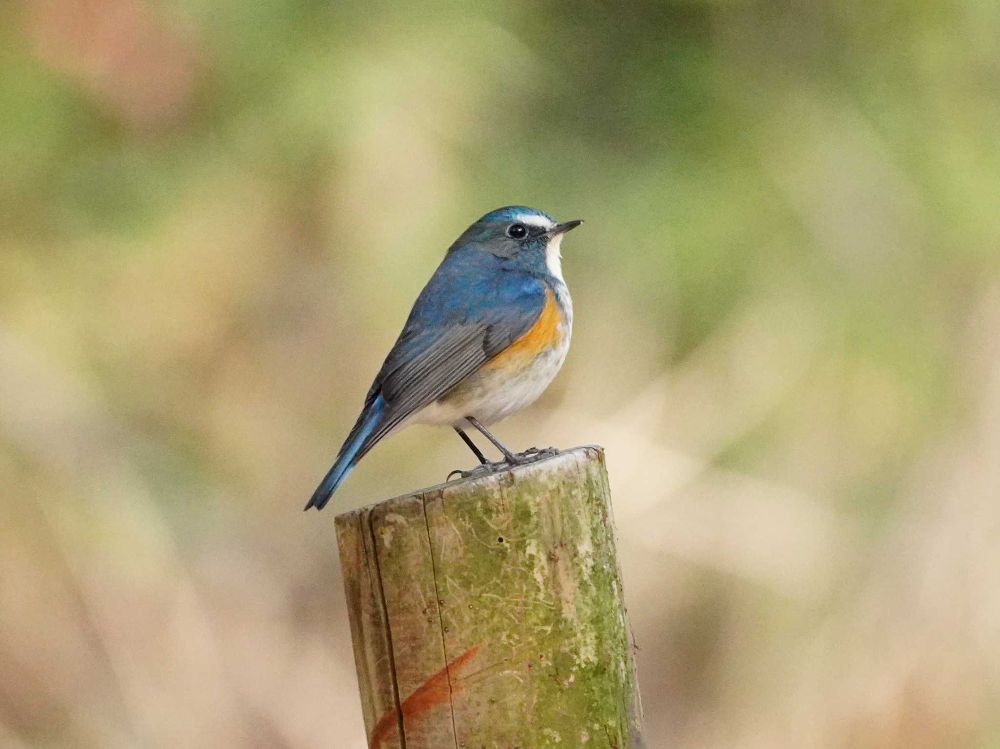 Photo of Red-flanked Bluetail at 大阪 by mag84