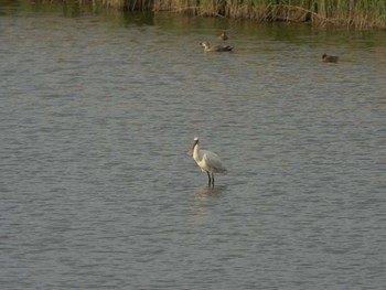 Black-faced Spoonbill 斐伊川河口 Fri, 4/16/2021