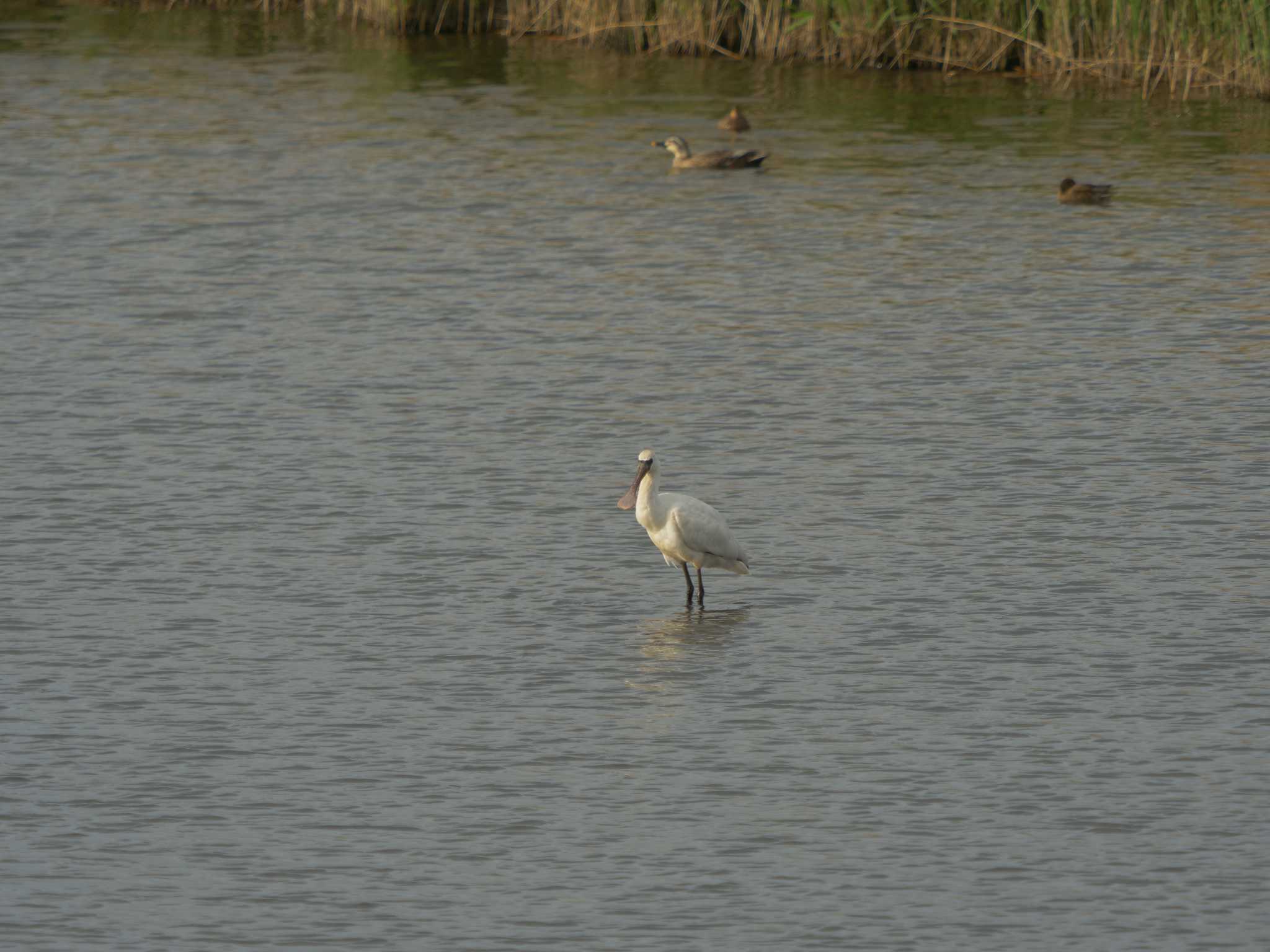 Photo of Black-faced Spoonbill at 斐伊川河口 by ひらも