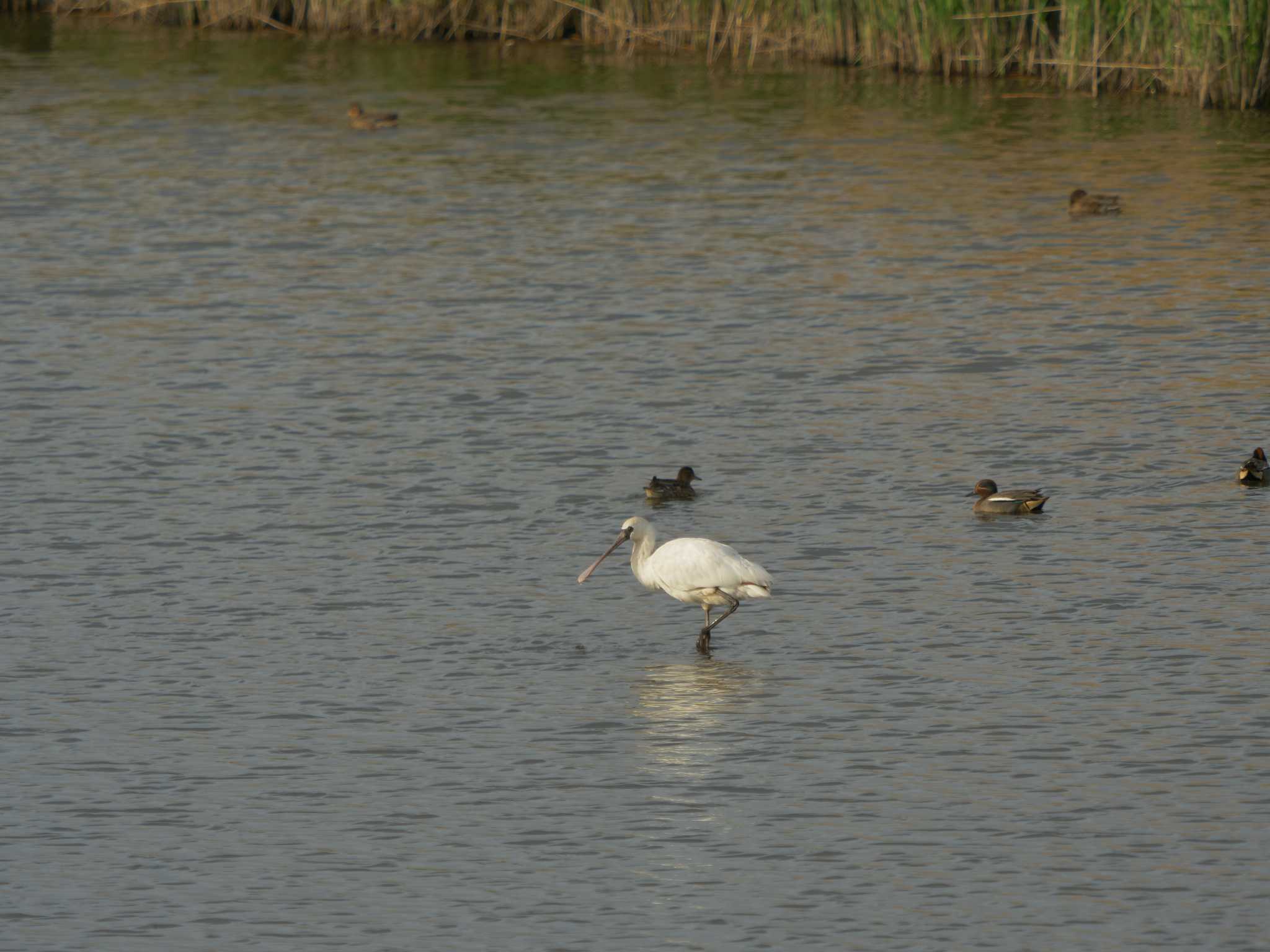 Photo of Black-faced Spoonbill at 斐伊川河口 by ひらも