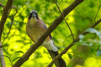 カケス 明治神宮 2021年4月11日(日)