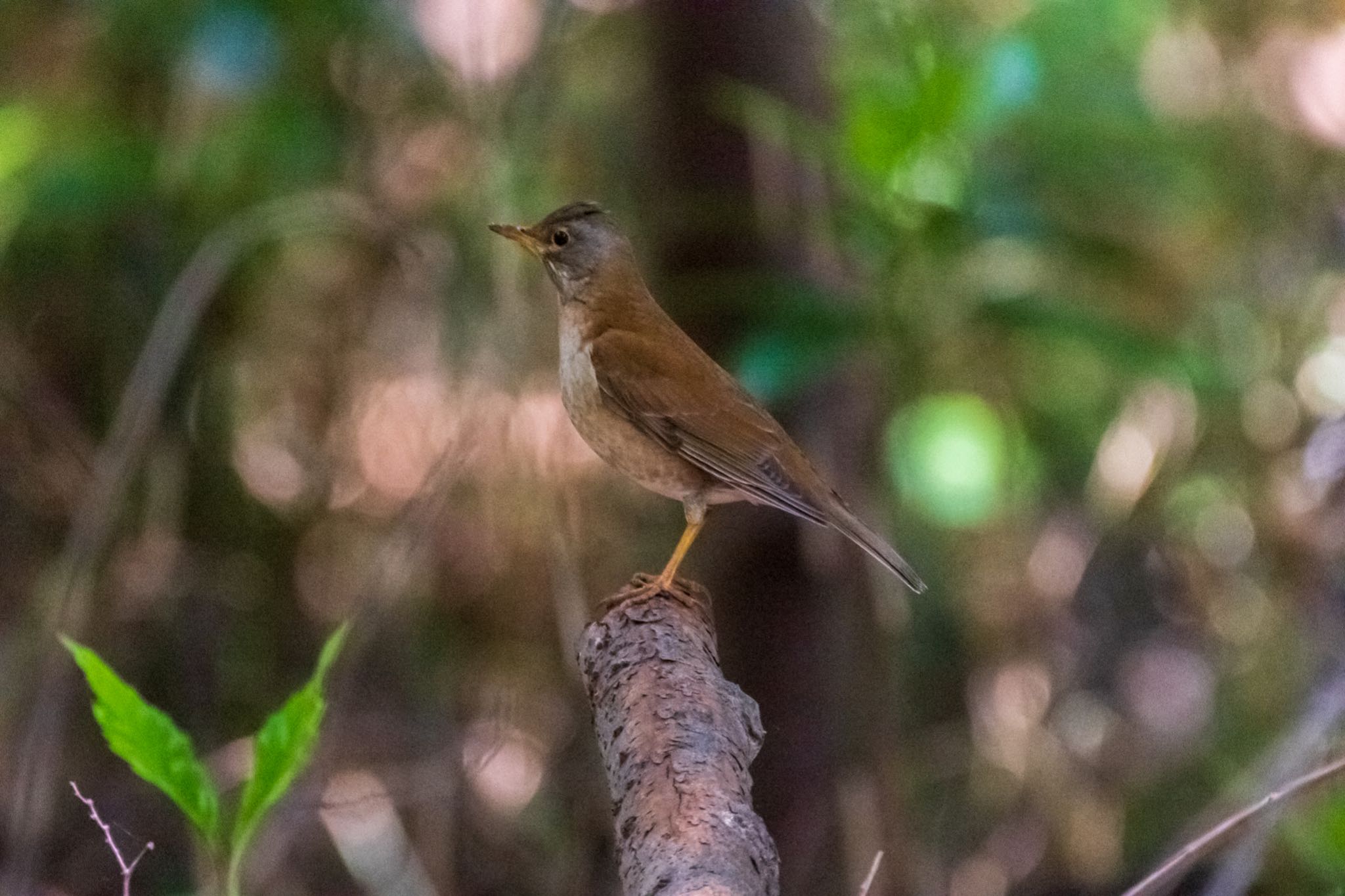 明治神宮 シロハラの写真 by Marco Birds