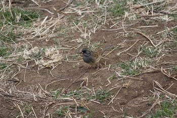 Black-faced Bunting 金山緑地公園 Mon, 2/20/2017