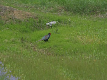 2021年4月16日(金) 松江市古曽志町の野鳥観察記録