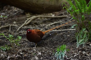 Copper Pheasant Unknown Spots Sun, 4/11/2021