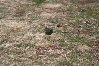 Black-faced Bunting 金山緑地公園 Mon, 2/20/2017