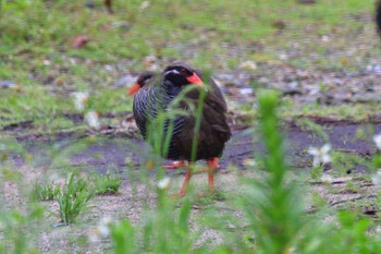 Okinawa Rail Kunigamison Tue, 4/17/2018