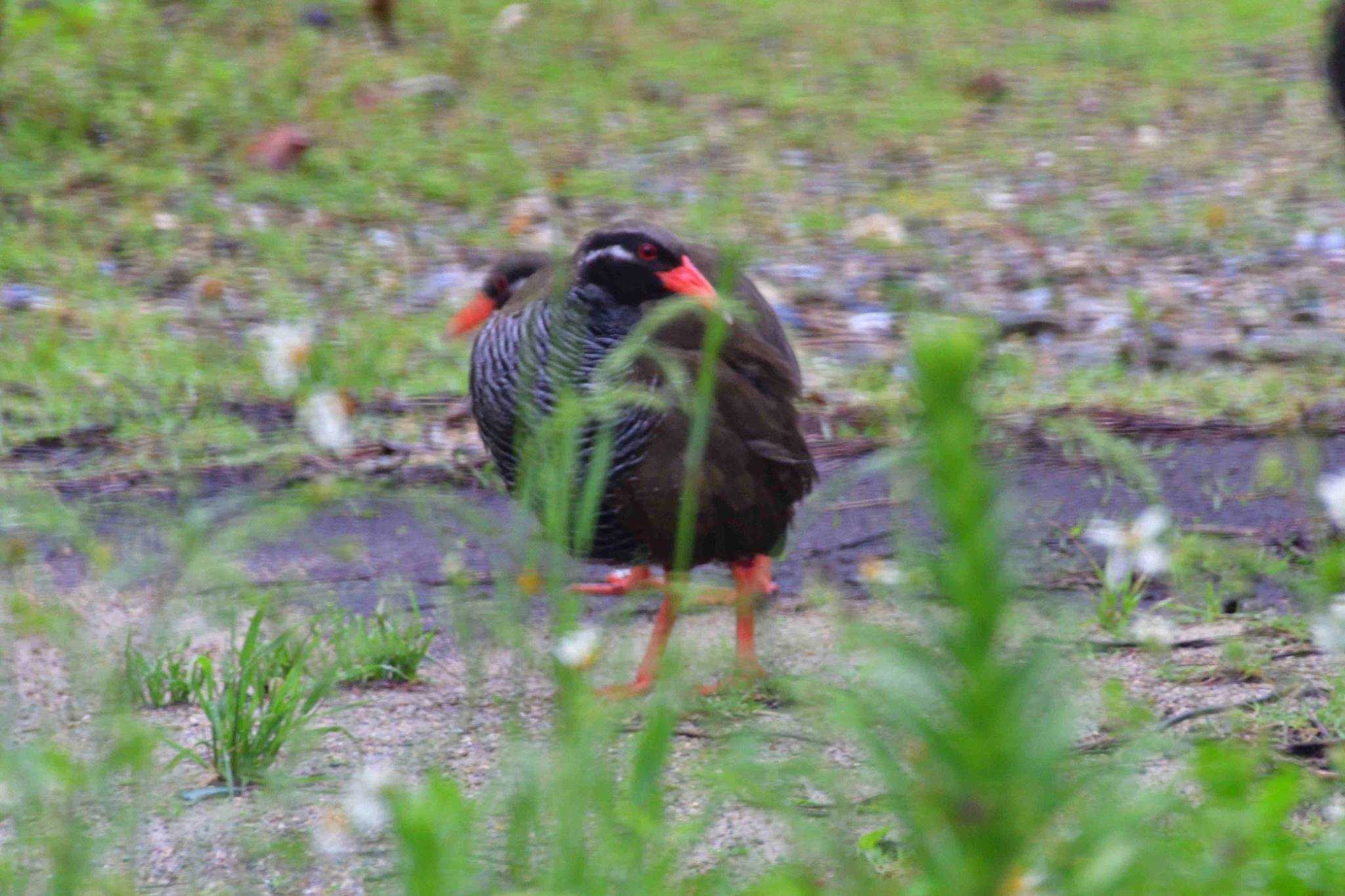 国頭村(沖縄県) ヤンバルクイナの写真 by やなさん