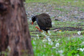 Okinawa Rail Kunigamison Tue, 4/17/2018