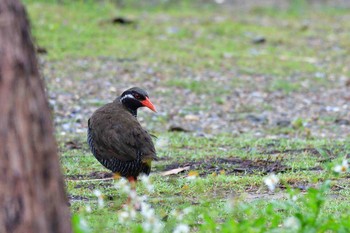 Okinawa Rail Kunigamison Tue, 4/17/2018