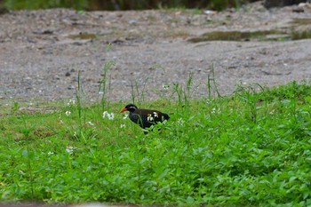 Okinawa Rail Kunigamison Tue, 4/17/2018