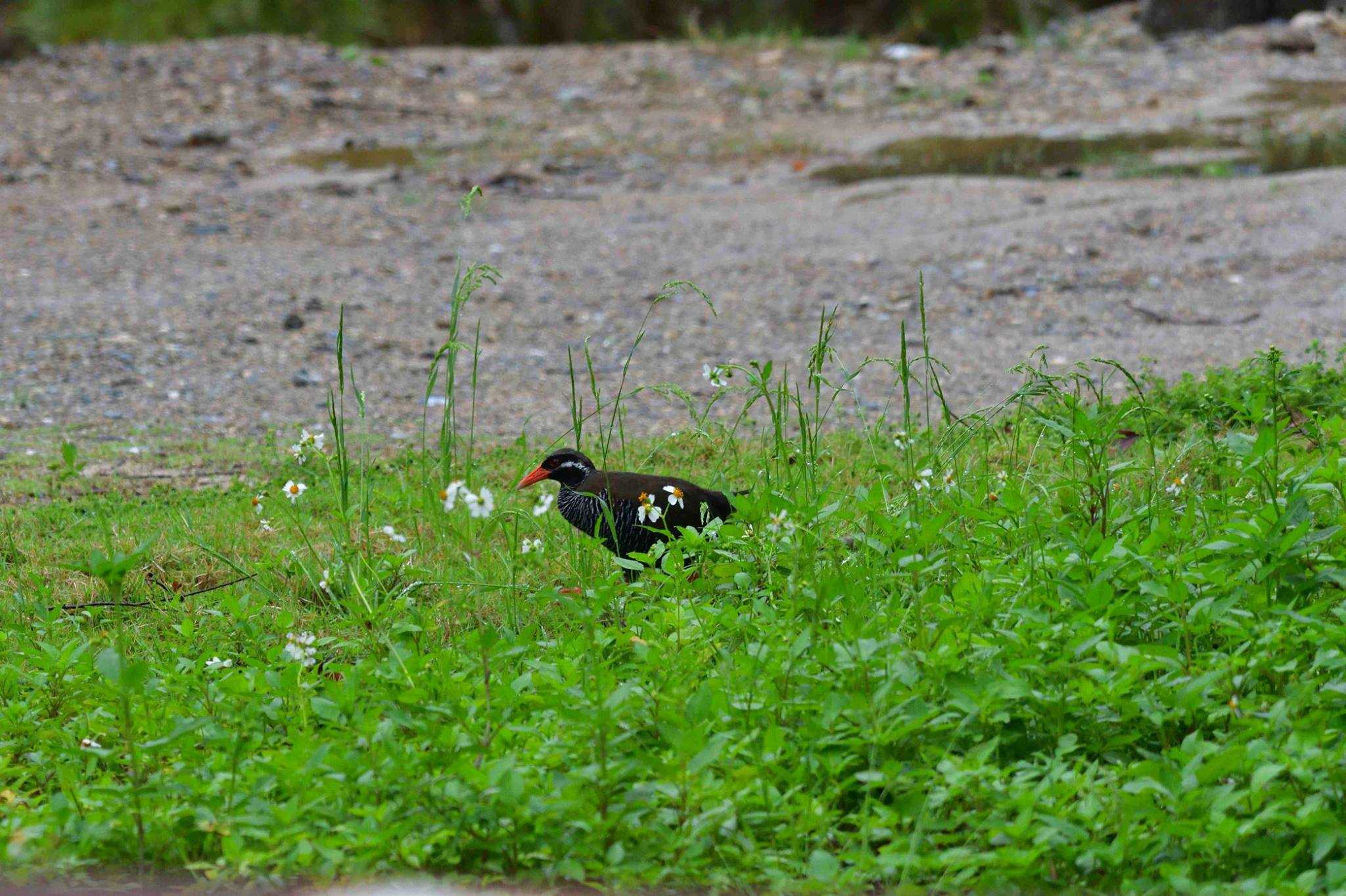 国頭村(沖縄県) ヤンバルクイナの写真 by やなさん