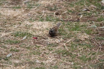 シベリアアオジ 金山緑地公園 2017年2月20日(月)