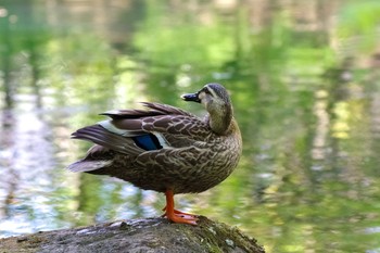 カルガモ 東京都立桜ヶ丘公園(聖蹟桜ヶ丘) 2021年4月10日(土)