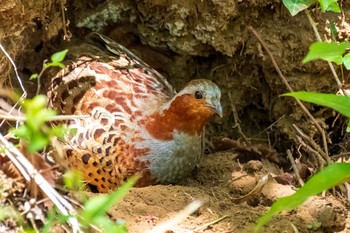 2021年4月10日(土) 東京都立桜ヶ丘公園(聖蹟桜ヶ丘)の野鳥観察記録