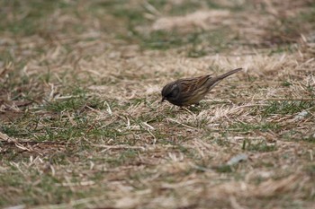 Black-faced Bunting 金山緑地公園 Mon, 2/20/2017