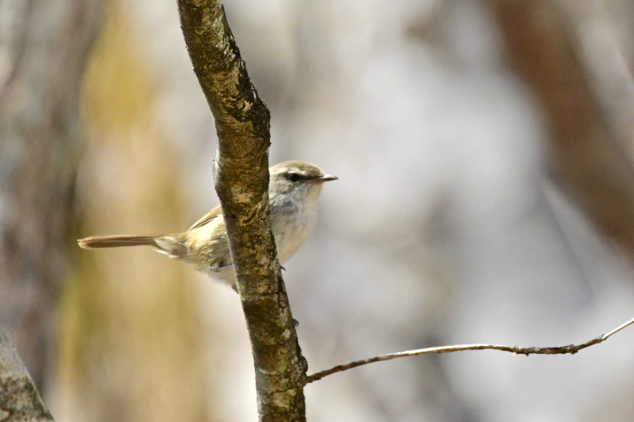 Japanese Bush Warbler