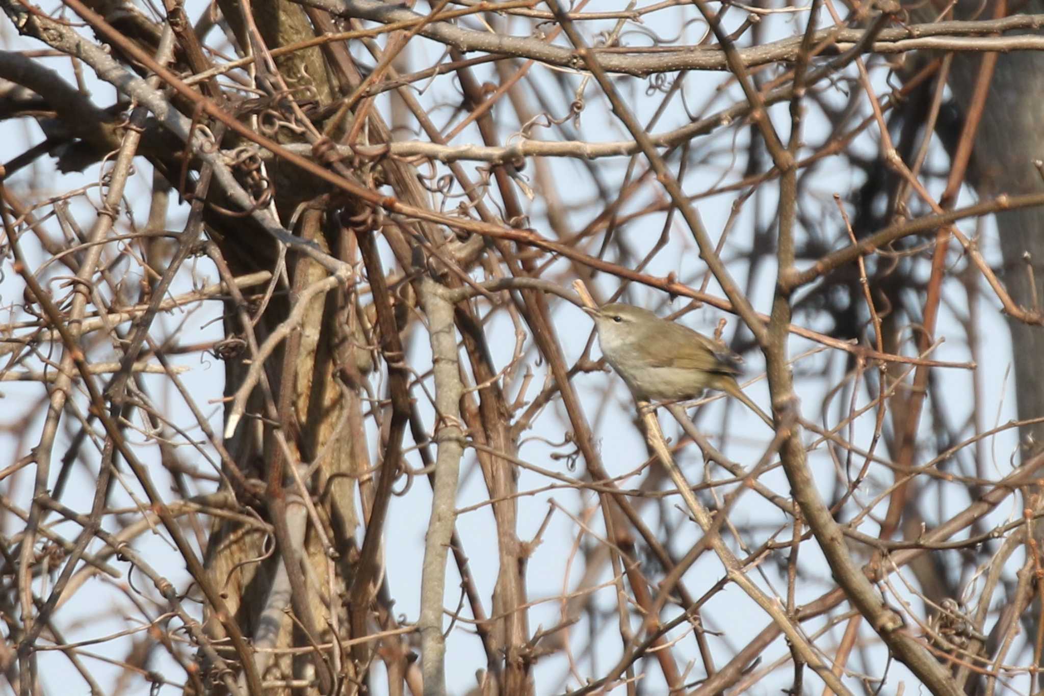 Japanese Bush Warbler