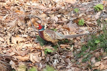 Fri, 4/16/2021 Birding report at 北海道 函館市 東山