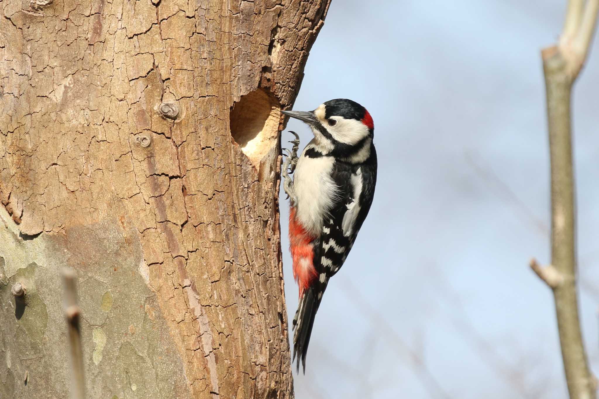 Great Spotted Woodpecker(japonicus)