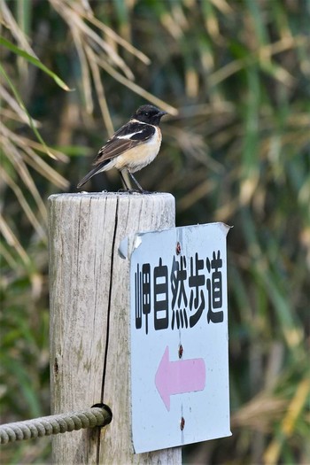 2021年4月16日(金) 禄剛崎の野鳥観察記録