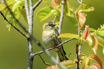 Eurasian Siskin 福岡県 鞍手町 Sun, 4/11/2021