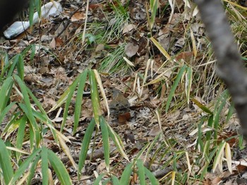 Pale Thrush Unknown Spots Sat, 2/18/2017