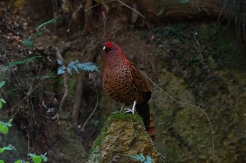 Copper Pheasant Unknown Spots Sat, 4/10/2021