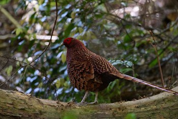 Copper Pheasant Unknown Spots Sun, 4/11/2021