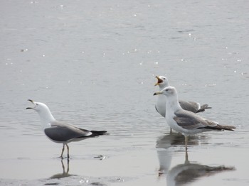 ウミネコ 葛西臨海公園 2021年4月16日(金)