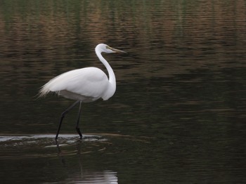 ダイサギ 葛西臨海公園 2021年4月16日(金)