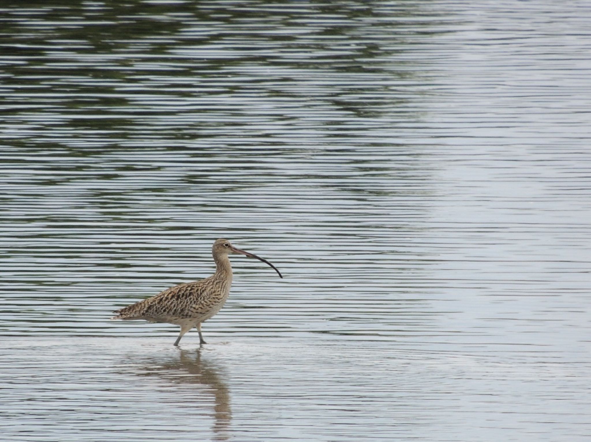 葛西臨海公園 ホウロクシギの写真 by すまるのたま