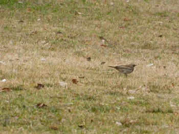 Dusky Thrush Unknown Spots Sat, 2/18/2017