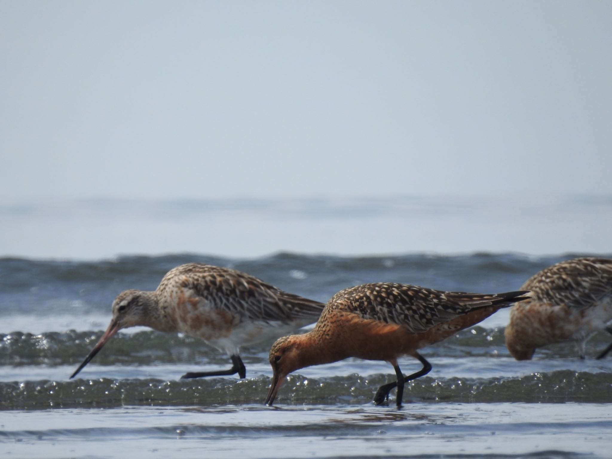 Bar-tailed Godwit