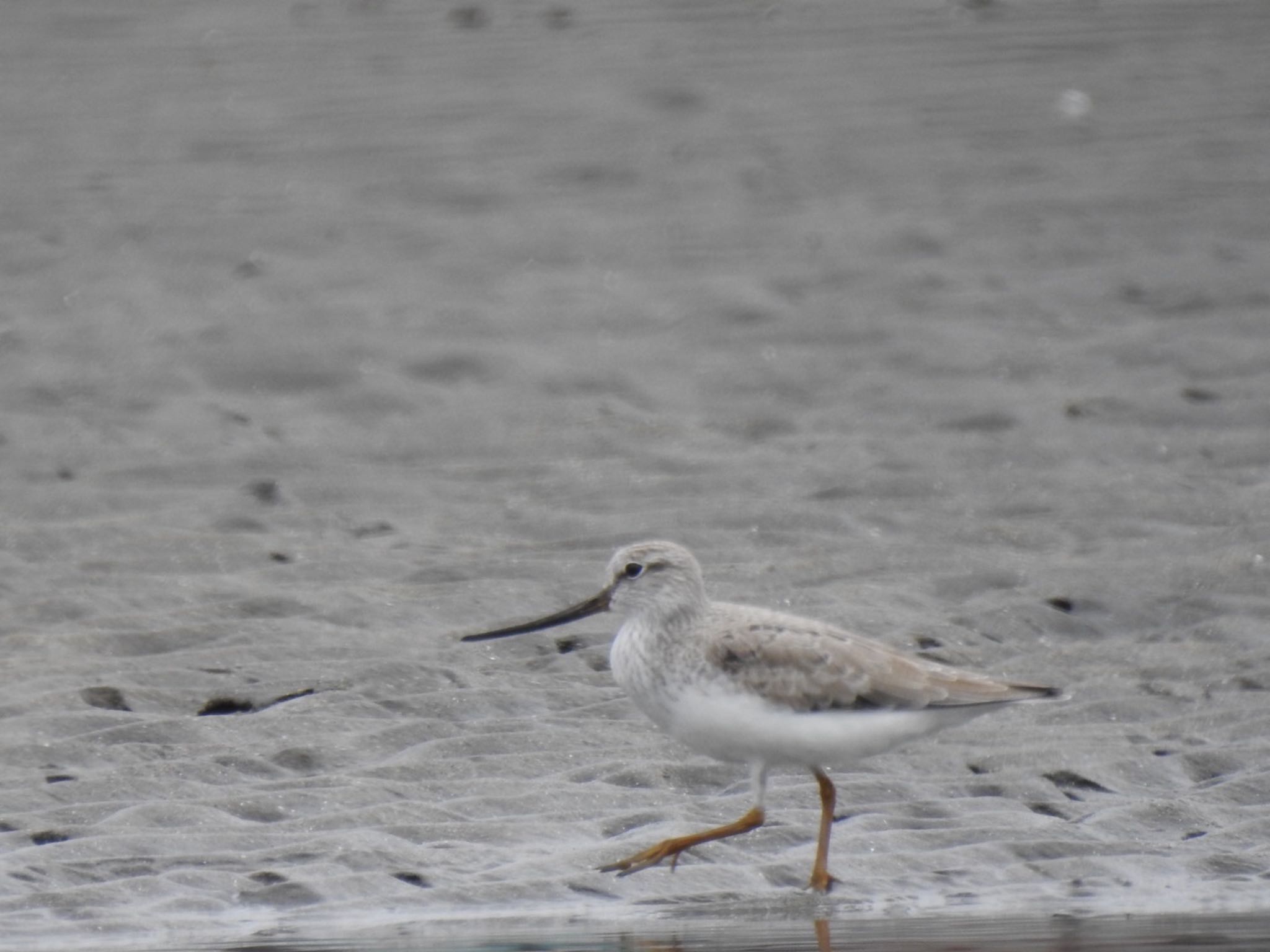 Terek Sandpiper