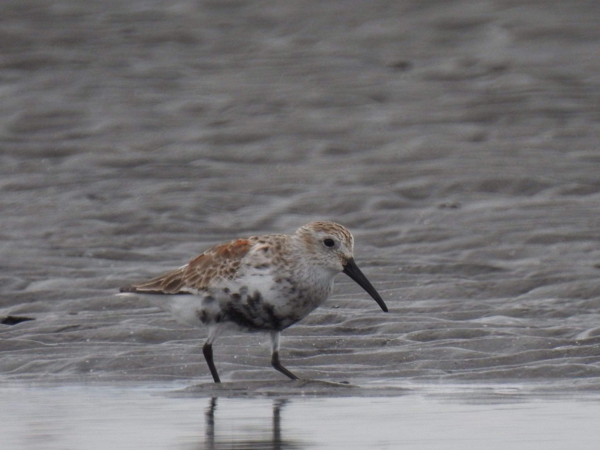 Dunlin