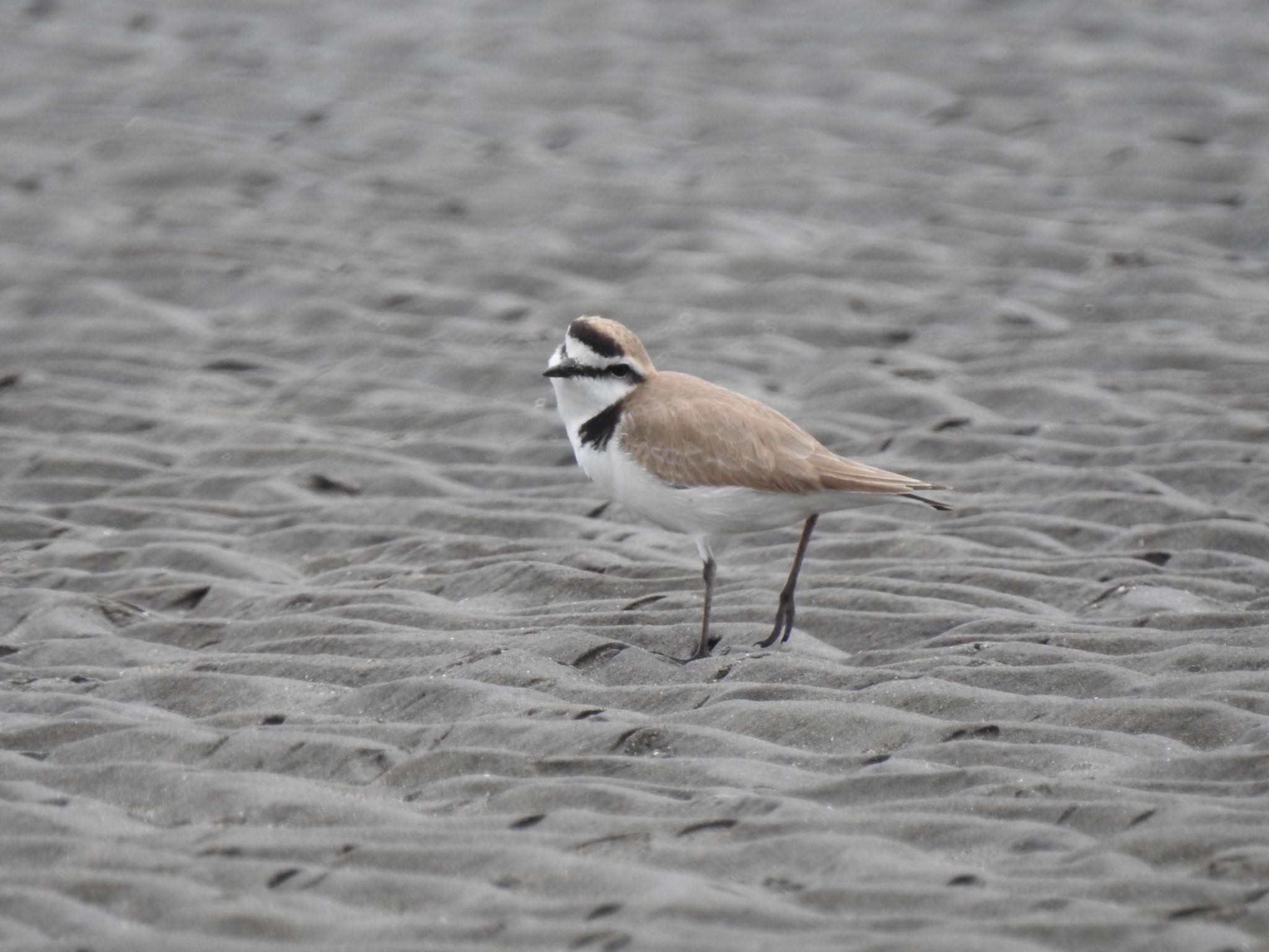 Kentish Plover