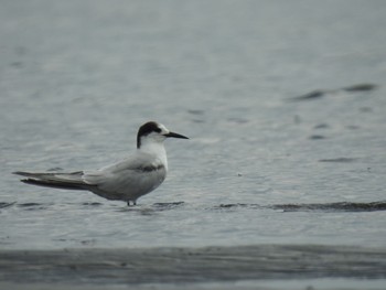 2021年4月16日(金) ふなばし三番瀬海浜公園の野鳥観察記録