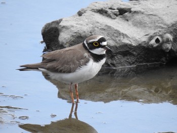 Little Ringed Plover Kasai Rinkai Park Fri, 4/16/2021