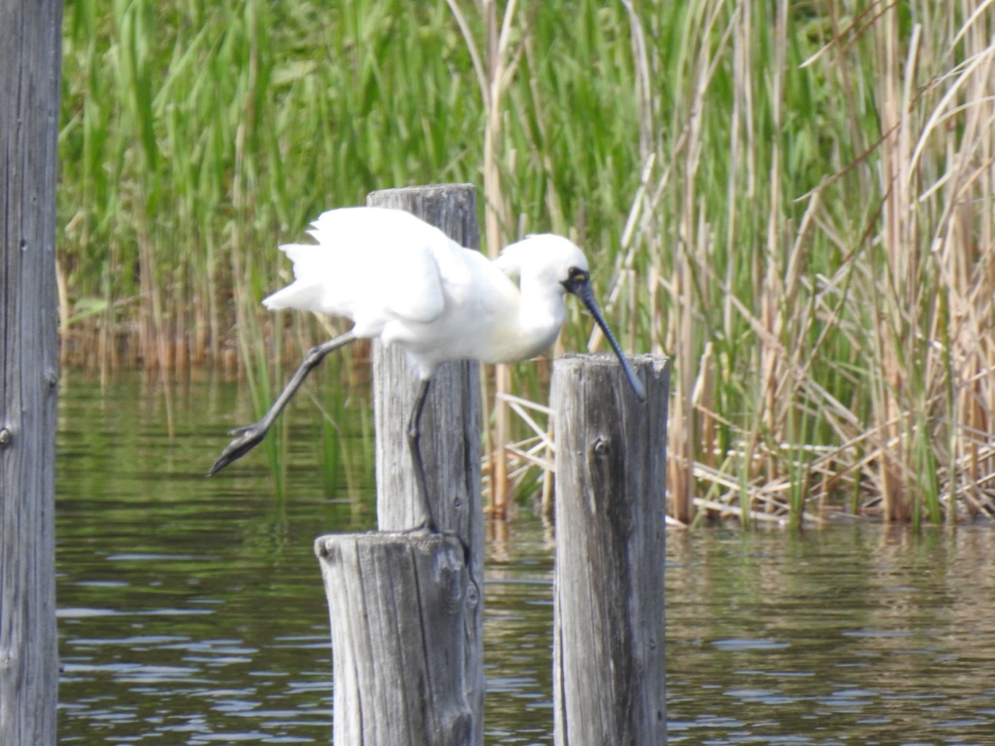 Photo of Black-faced Spoonbill at Kasai Rinkai Park by da